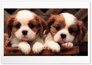 Dogs 4K UHD Wallpaper for Widescreen and UltraWide Desktop, UltraHD TV, Smartphone, Tablet
