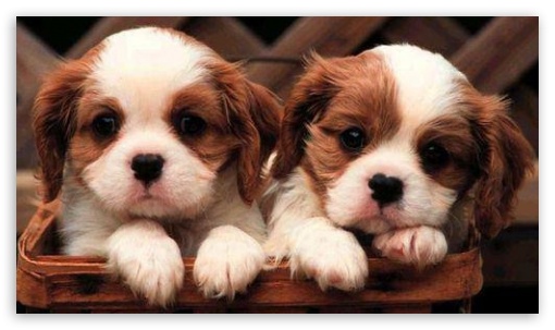 Dogs 4K UHD Background Wallpaper for UltraHD Desktop and TV : Smartphone and Tablet Devices
