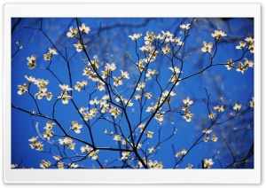 Dogwood Blossoms Ultra HD Wallpaper for 4K UHD Widescreen desktop, tablet & smartphone