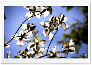 Dogwood Flowers Ultra HD Wallpaper for 4K UHD Widescreen desktop, tablet & smartphone