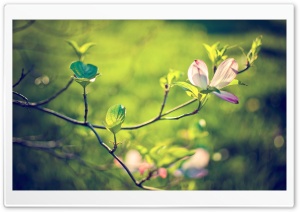 Dogwood Tree Blossom Ultra HD Wallpaper for 4K UHD Widescreen desktop, tablet & smartphone