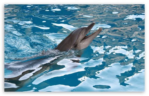 Bottlenose Dolphin Widescreen Wallpapers 27681 - Baltana