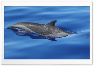 Dolphin Ultra HD Wallpaper for 4K UHD Widescreen desktop, tablet & smartphone