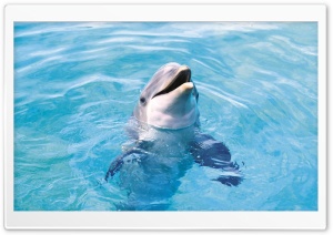 Dolphin HD Ultra HD Wallpaper for 4K UHD Widescreen desktop, tablet & smartphone