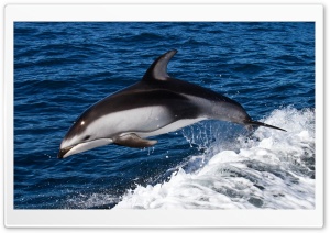 Dolphin Jumping Ultra HD Wallpaper for 4K UHD Widescreen desktop, tablet & smartphone