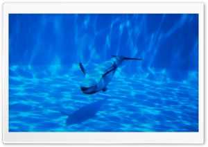 Dolphin Swimming Underwater Ultra HD Wallpaper for 4K UHD Widescreen desktop, tablet & smartphone