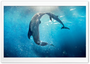Dolphin Tale 2 Movie 2014 Ultra HD Wallpaper for 4K UHD Widescreen desktop, tablet & smartphone