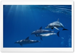 Dolphins Ultra HD Wallpaper for 4K UHD Widescreen desktop, tablet & smartphone