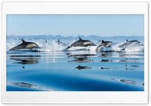 Dolphins In Sea Ultra HD Wallpaper for 4K UHD Widescreen desktop, tablet & smartphone