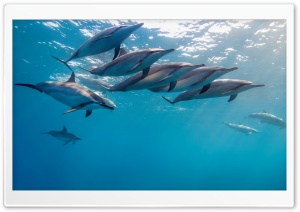 Dolphins Underwater Ultra HD Wallpaper for 4K UHD Widescreen desktop, tablet & smartphone