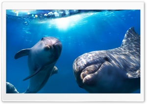Dolphins Underwater Ultra HD Wallpaper for 4K UHD Widescreen desktop, tablet & smartphone