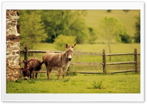 Donkeys Ultra HD Wallpaper for 4K UHD Widescreen desktop, tablet & smartphone