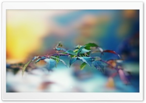 Double Colored Leaf Ultra HD Wallpaper for 4K UHD Widescreen desktop, tablet & smartphone