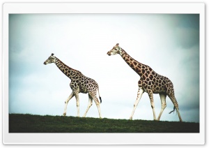 Double Giraffe Ultra HD Wallpaper for 4K UHD Widescreen desktop, tablet & smartphone