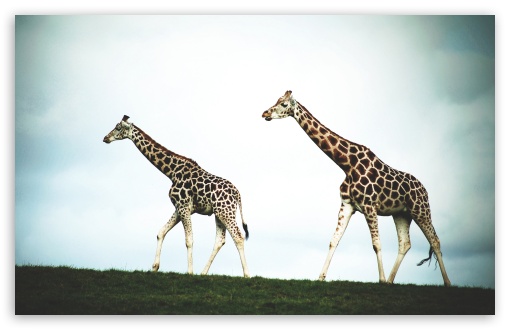 Double Giraffe UltraHD Wallpaper for 8K UHD TV 16:9 Ultra High Definition 2160p 1440p 1080p 900p 720p ; Widescreen 16:10 5:3 WHXGA WQXGA WUXGA WXGA WGA ; Fullscreen 4:3 5:4 3:2 UXGA XGA SVGA QSXGA SXGA DVGA HVGA HQVGA ( Apple PowerBook G4 iPhone 4 3G 3GS iPod Touch ) ; Tablet 1:1 ; Mobile 3:5 3:4 - ;