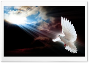Dove Ultra HD Wallpaper for 4K UHD Widescreen desktop, tablet & smartphone