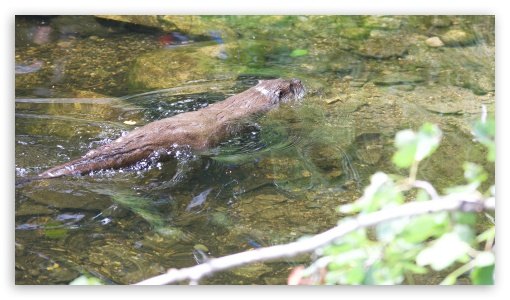 Down by the river. where the otter raised its head... UltraHD Wallpaper for HD 16:9 ; Fullscreen 3:2 ;