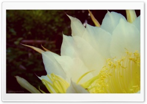 Dragon Flower Ultra HD Wallpaper for 4K UHD Widescreen desktop, tablet & smartphone