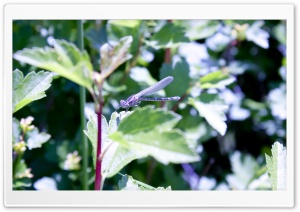 Dragon Fly Ultra HD Wallpaper for 4K UHD Widescreen desktop, tablet & smartphone