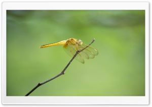 Dragon Fly Ultra HD Wallpaper for 4K UHD Widescreen desktop, tablet & smartphone