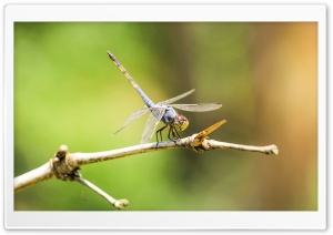 Dragonflies 4K UHD Wallpaper for Widescreen and UltraWide Desktop, UltraHD TV, Smartphone, Tablet