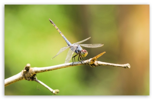 Dragonflies UltraHD Wallpaper for UHD 16:9 ; HD 16:9 ; UltraWide 21:9 24:10 ; Widescreen 16:10 5:3 ; Fullscreen 4:3 5:4 3:2 ;