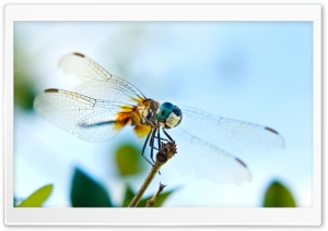 Dragonfly 1 Ultra HD Wallpaper for 4K UHD Widescreen desktop, tablet & smartphone