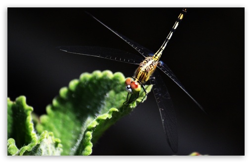 Dragonfly UltraHD Wallpaper for 8K UHD TV 16:9 Ultra High Definition 2160p 1440p 1080p 900p 720p ; Widescreen 16:10 5:3 WHXGA WQXGA WUXGA WXGA WGA ;