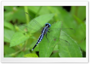 Dragonfly Ultra HD Wallpaper for 4K UHD Widescreen desktop, tablet & smartphone