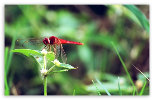 Dragonfly UltraHD Wallpaper for UHD 16:9 2160p 1440p 1080p 900p 720p ; 8K UHD TV 16:9 Ultra High Definition 2160p 1440p 1080p 900p 720p ; Widescreen 16:10 5:3 WHXGA WQXGA WUXGA WXGA WGA ; Fullscreen 3:2 DVGA HVGA HQVGA ( Apple PowerBook G4 iPhone 4 3G 3GS iPod Touch ) ;