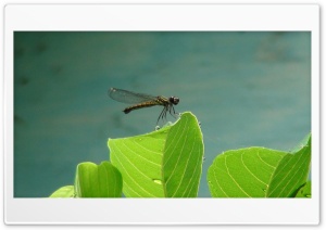 Dragonfly 4K UHD Wallpaper for Widescreen and UltraWide Desktop, UltraHD TV, Smartphone, Tablet