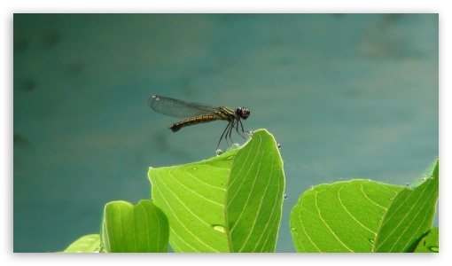 Dragonfly UltraHD Wallpaper for HD 16:9 ;