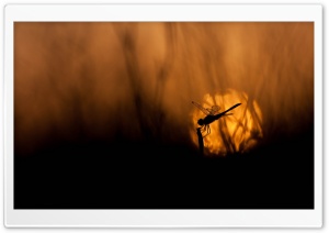 Dragonfly At Sunset Ultra HD Wallpaper for 4K UHD Widescreen desktop, tablet & smartphone