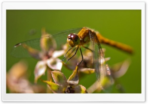Dragonfly Bokeh Ultra HD Wallpaper for 4K UHD Widescreen desktop, tablet & smartphone