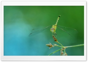 Dragonfly Close-up Ultra HD Wallpaper for 4K UHD Widescreen desktop, tablet & smartphone