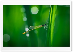 Dragonfly, Green Grass, Macro Ultra HD Wallpaper for 4K UHD Widescreen desktop, tablet & smartphone
