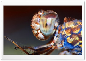Dragonfly in 4K Ultra HD Wallpaper for 4K UHD Widescreen desktop, tablet & smartphone