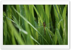 Dragonfly In The Grass Ultra HD Wallpaper for 4K UHD Widescreen desktop, tablet & smartphone