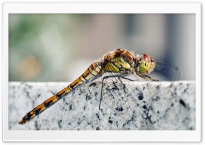 Dragonfly Macro Ultra HD Wallpaper for 4K UHD Widescreen desktop, tablet & smartphone