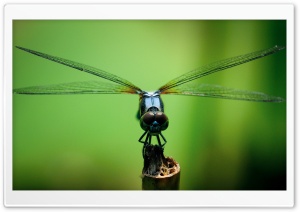 Dragonfly Macro Photography Ultra HD Wallpaper for 4K UHD Widescreen desktop, tablet & smartphone