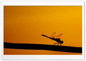 Dragonfly On A Stick Ultra HD Wallpaper for 4K UHD Widescreen desktop, tablet & smartphone