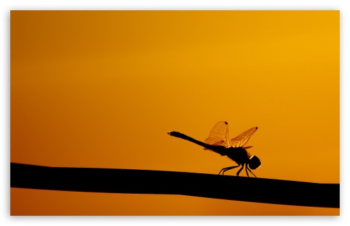 Dragonfly On A Stick UltraHD Wallpaper for 8K UHD TV 16:9 Ultra High Definition 2160p 1440p 1080p 900p 720p ; Widescreen 16:10 5:3 WHXGA WQXGA WUXGA WXGA WGA ; Fullscreen 4:3 5:4 3:2 UXGA XGA SVGA QSXGA SXGA DVGA HVGA HQVGA ( Apple PowerBook G4 iPhone 4 3G 3GS iPod Touch ) ; Tablet 1:1 ; Mobile 3:5 3:4 - ;