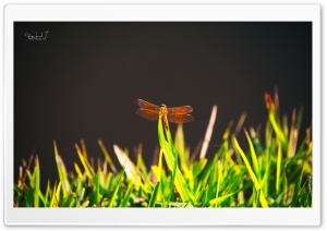 Dragonfly on Grass Ultra HD Wallpaper for 4K UHD Widescreen desktop, tablet & smartphone