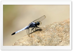 Dragonfly On The Rock Ultra HD Wallpaper for 4K UHD Widescreen desktop, tablet & smartphone