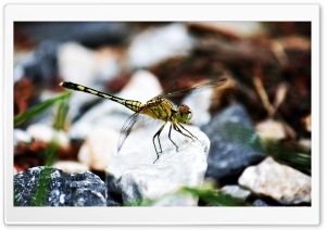 Dragonfly on the rock Ultra HD Wallpaper for 4K UHD Widescreen desktop, tablet & smartphone