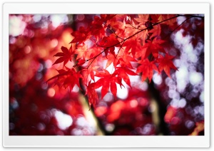 Dream in Red Ultra HD Wallpaper for 4K UHD Widescreen desktop, tablet & smartphone