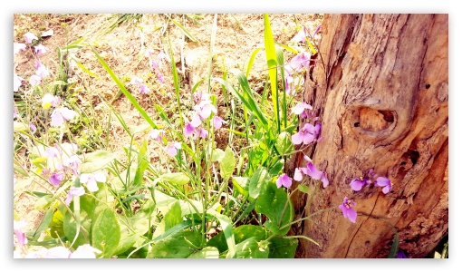 Dream of Spring UltraHD Wallpaper for HD 16:9 ; Fullscreen 4:3 ;