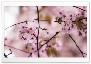 Dreaming About Springtime Ultra HD Wallpaper for 4K UHD Widescreen desktop, tablet & smartphone