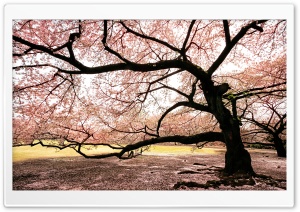 Dreaming of Sakura Ultra HD Wallpaper for 4K UHD Widescreen desktop, tablet & smartphone