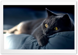 Dreamy Cat Ultra HD Wallpaper for 4K UHD Widescreen desktop, tablet & smartphone
